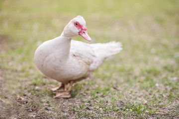 white muscovy duck