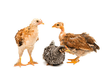 young chicken isolated