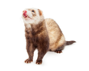 Cute Hungry Pet Ferret on White