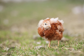 Guinea fowl chicks