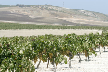 On the road from Sanlucar De Barrameda to Jerez  De La Frontera