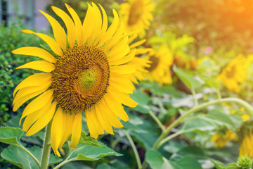 Beautiful sunflower