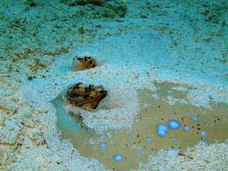 Stingray, Island Bali