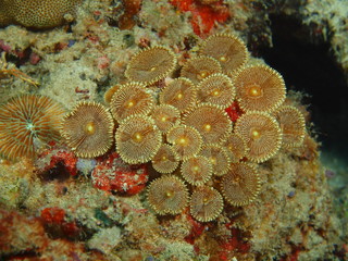 Stone coral, Island Bali