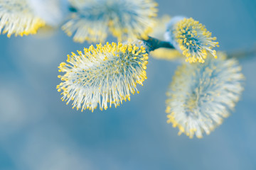Beautiful pussy willow flowers branches on blurred natural background © Сyrustr