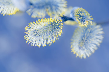 Beautiful pussy willow flowers branches on blurred natural background