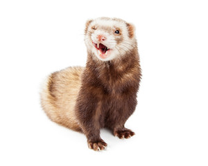 Cute Pet Ferret Funny Expression