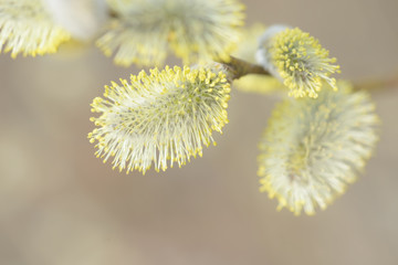 Beautiful pussy willow flowers branches on blurred natural background