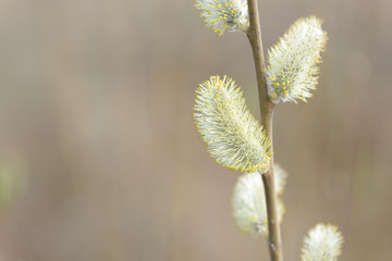 Beautiful pussy willow flowers branches on blurred natural background