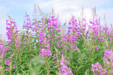Obraz premium Pink flowers of fireweed (Epilobium or Chamerion angustifolium) in bloom ivan tea