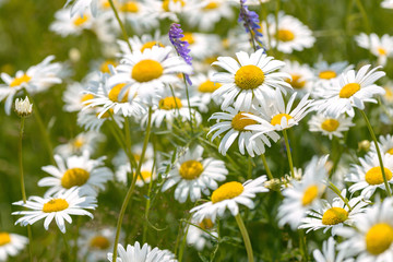 Fototapeta premium Wild chamomile flowers