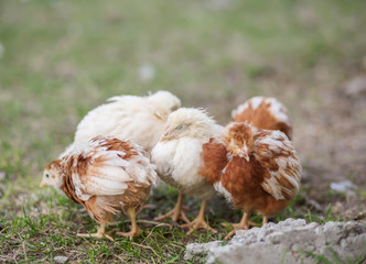 Guinea fowl chicks