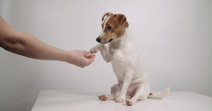 Jack Russell on white background shaking hands with the owner