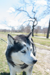 Siberian Husky