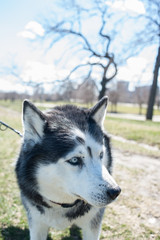 Siberian Husky