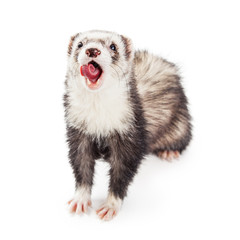 Funny Ferret Open Mouth Tongue Out