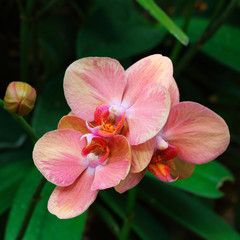 Pink orchids for pattern