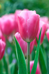 Pink beautiful tulips for pattern