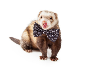 Funny Ferret Wearing Bow Tie