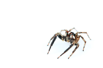 One home spider isolated on white