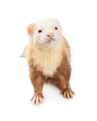 Light Color Ferret Looking Up