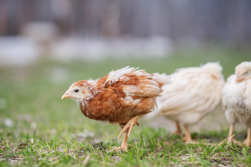 Guinea fowl chicks