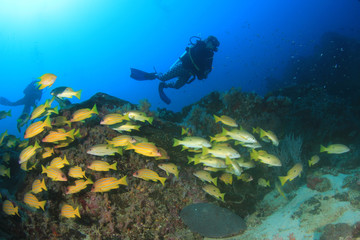 Fototapeta na wymiar Scuba diving exploring coral reef