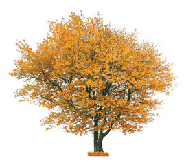 Autumnal tree, isolated on white