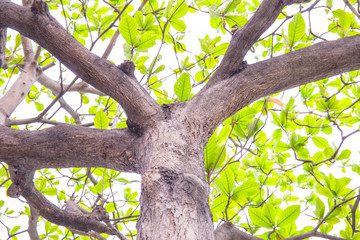 Obraz premium Malabar tree with green leaf.