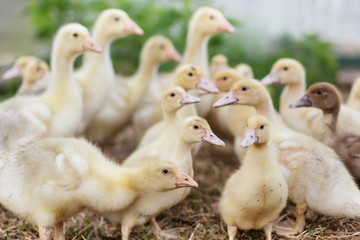 yellow muscovy ducklings