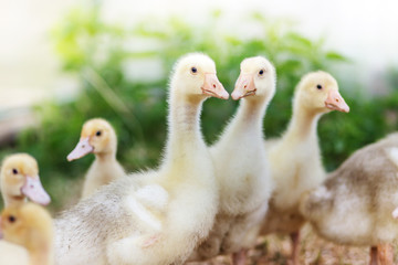 yellow muscovy ducklings