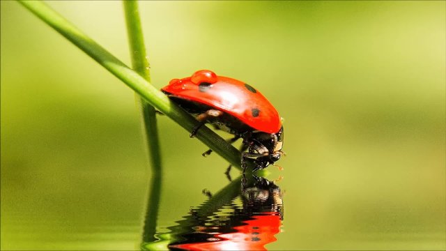 Ladybug  sits on blade of grass