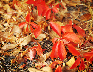 Colourful autumn leaves on the ground in the park, close up
