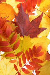 Naklejka na ściany i meble Autumn leaves, close-up