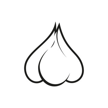 Vector illustration of garlic isolated on white background