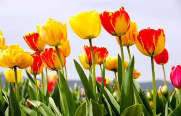 Frühlingserwachen, Freude, Glück: Buntes Tulpenfeld :)
