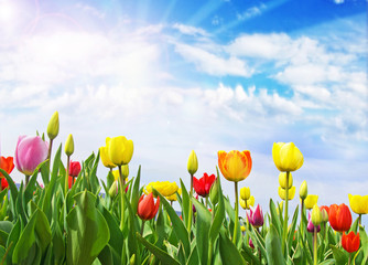Frühlingserwachen, Freude, Glück: Buntes Tulpenfeld :)