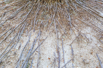 coconut or palm tree root on the sand beach.