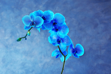 Fototapeta na wymiar Beautiful blue orchid flower on grey background