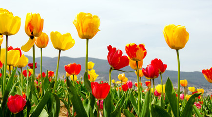Frühlingserwachen, Freude, Glück: Buntes Tulpenfeld :)