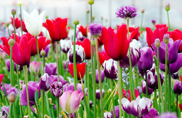 Frühlingserwachen: buntes, duftendes Tulpenfeld :)