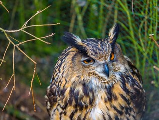 Beautiful owl portrait
