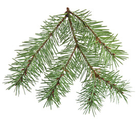Fir branch, isolated on white
