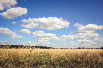 Summer landscape