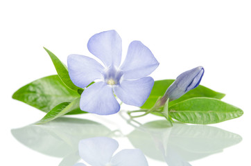Fototapeta na wymiar Beautiful blue flower periwinkle on white background