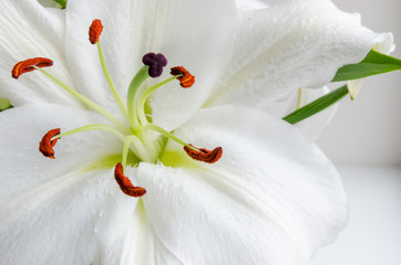 Flower Lily white fragrant