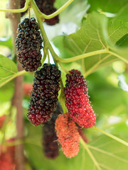 Mulberry fruit on branch.