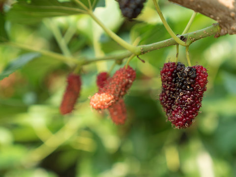 Mulberry fruit on branch.