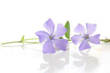 purple periwinkle flowers in white