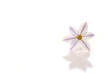 purple spring star flower in white